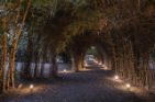 Bamboo Tunnel Pathway at Jaagir Manor, Dudhwa Enchanting bamboo tunnel pathway illuminated by lights at Jaagir Manor, Dudhwa. A serene spot for evening walks, showcasing the best of Palia Kalan.